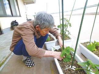 みなみ苑で野菜作り