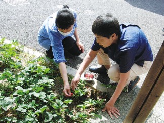 そよかぜでイチゴの収穫をしました