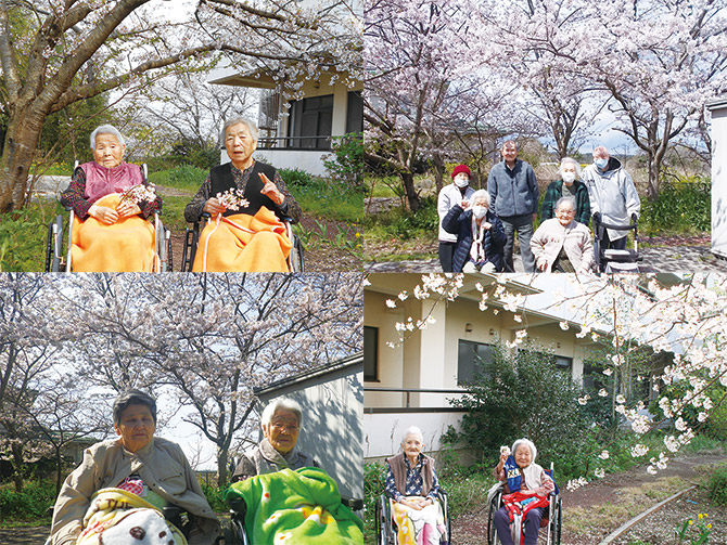 お花見を敷地内で楽しみました