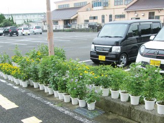 鉢植えをたくさん頂きました