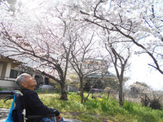 裏庭の桜と花壇