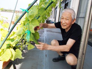 みなみ苑「ベランダのきゅうり」