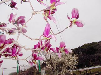 みなみ苑「花見」