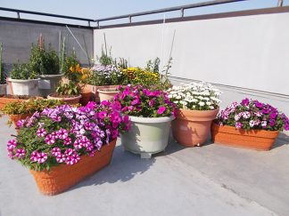 みなみ苑「ベランダの花壇」
