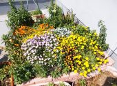 みなみ苑「ベランダの花壇」