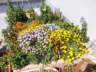 みなみ苑「ベランダの花壇」