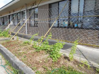 南知多町デイサービスセンター「グリーンカーテン」