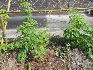 南知多町デイサービスセンター「グリーンカーテン」
