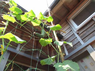 南知多町デイサービスセンターサテライト「キュウリ収穫」