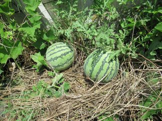 南知多町デイサービスセンターサテライト「ふたごのスイカができました」