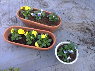 みなみ苑「鉢植え」