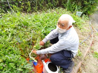 みなみ苑「畑のスイカ」